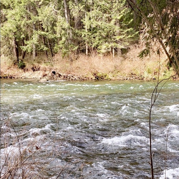 Meet your Posher, Rowan - Picture 1 of 1